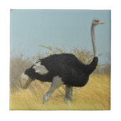 Carreau Ostrige pour courir (Devant)