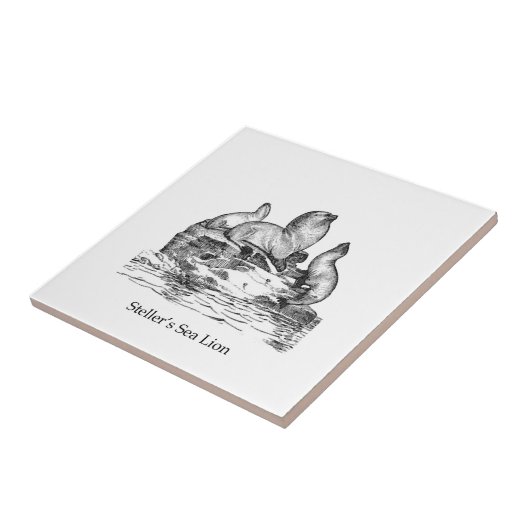 Carreau Otarie de Steller (Côté)