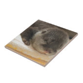 Carreau Otter endormi (Côté)