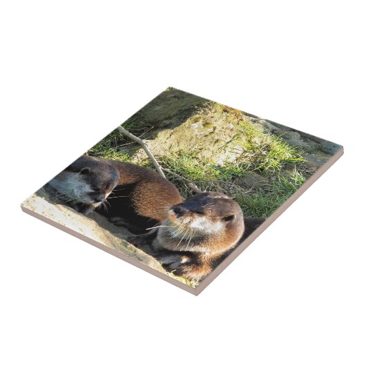 CARREAU OTTERS (Côté)