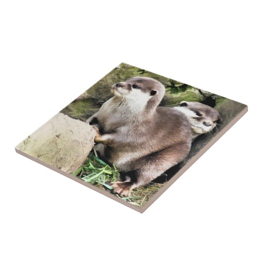 CARREAU OTTERS (Côté)