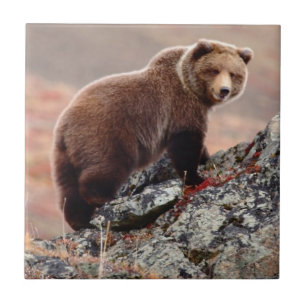 Carreau Ours Brown de Denali