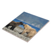 Carreau ours Brown, grizzli, jouer sur la plage, (Côté)