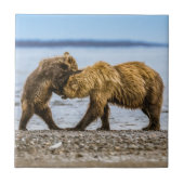 Carreau Ours brun côtier (Devant)