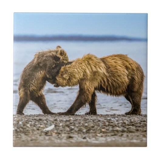 Carreau Ours brun côtier (Devant)