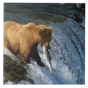 Carreau Ours brun d'Alaska attrapant un saumon à Brooks