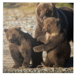 Carreau Ours brun, grizzly, truie avec ses oursons sur la