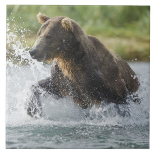 Carreau Ours brun poursuivant le saumon dans la rivière