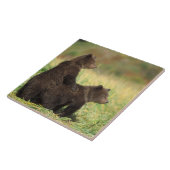 Carreau ours brun, Ursus arctos, grizzli, Ursus 2 (Côté)