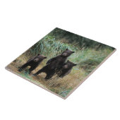 Carreau ours brun, Ursus arctos, grizzli, Ursus 7 (Côté)