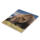 Carreau ours brun, Ursus arctos, grizzli, Ursus 8 (Côté)