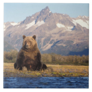 Carreau ours brun, Ursus arctos, grizzly, Ursus