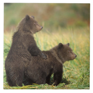Carreau ours brun, Ursus arctos, grizzly, Ursus 2