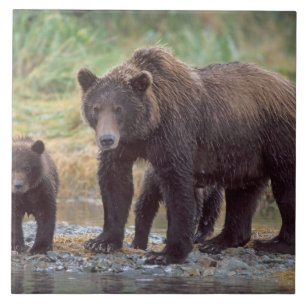 Carreau ours brun, Ursus arctos, grizzly, Ursus 3