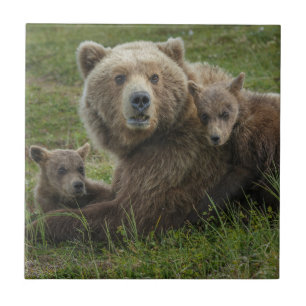 Carreau Ours bruns oursons câlinant leur mère