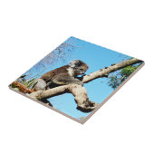 Carreau Ours De Koala Dans L'Ancien Pin, (Côté)