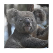 Carreau Ours de Koala dans l'arbre (Devant)