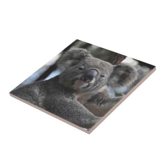 Carreau Ours de Koala dans l'arbre (Côté)