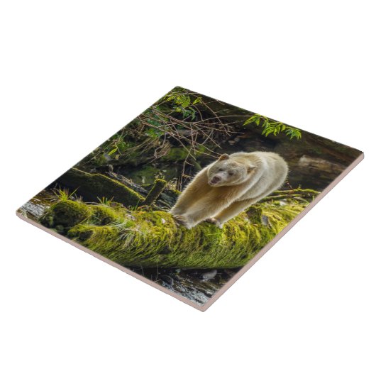 Carreau Ours d'esprit blanc | Colombie-Britannique, Canada (Côté)