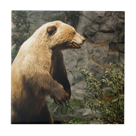 Carreau Ours fier (Devant)