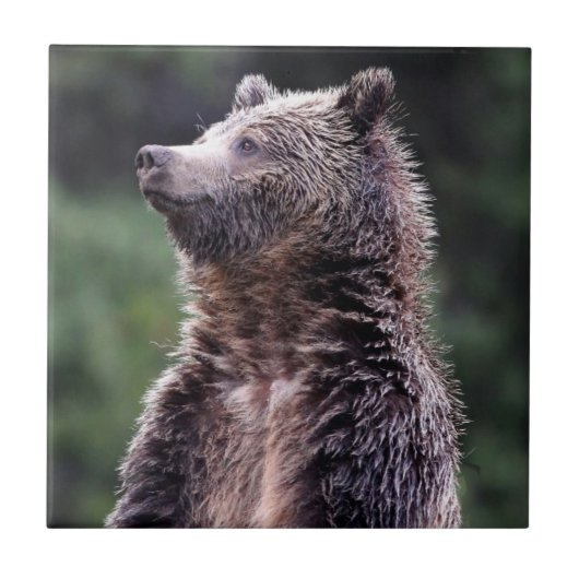 Carreau Ours gris debout (Devant)