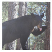 Carreau Ours noir (Devant)