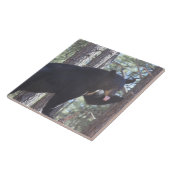 Carreau Ours noir (Côté)