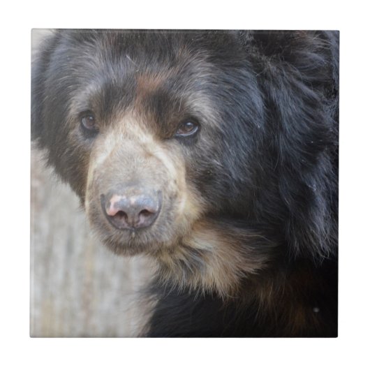 Carreau Ours noir adorable (Devant)