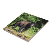 Carreau Ours noir Alpha (Côté)