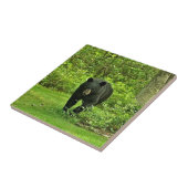 Carreau Ours noir de jardin (Côté)