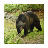 Carreau Ours noir de la Pennsylvanie (Devant)