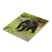 Carreau Ours noir de la Pennsylvanie (Côté)