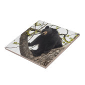 Carreau Ours noir s'élevant (Côté)