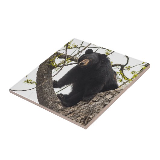 Carreau Ours noir s'élevant (Côté)