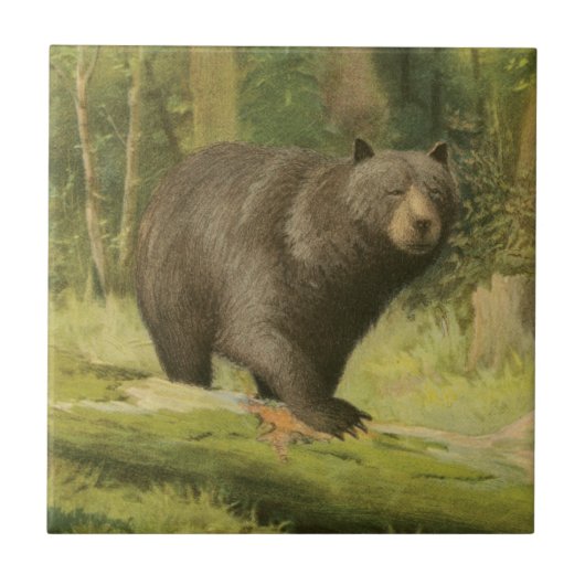 Carreau Ours noir sur un tronc d'arbre (Devant)