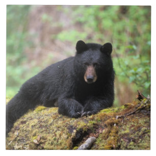 Carreau Ours noir sur une vieille bille de bois dans la