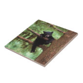 Carreau ours noir, Ursus americanus, petit dans un arbre (Côté)