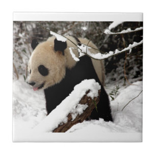Carreau Ours Panda