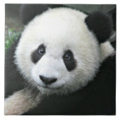 Carreau Ours Panda (Devant)