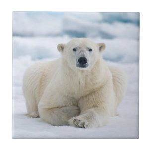 Carreau Ours polaire adulte sur la banquise estivale
