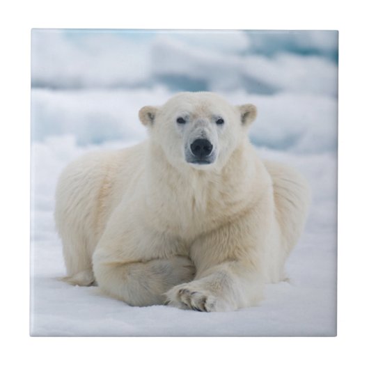 Carreau Ours polaire adulte sur la glace du pack d'été (Devant)