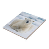 Carreau Ours polaire adulte sur la glace du pack d'été (Côté)