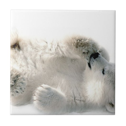 Carreau Ours polaire Cube Animal Arctic Froid Hiver (Devant)