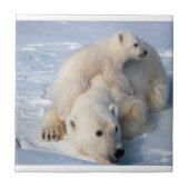 Carreau Ours polaire en céramique (Devant)