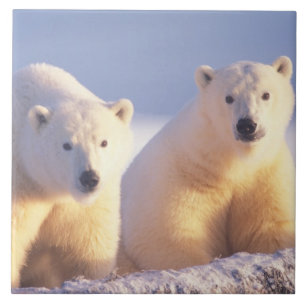 Carreau Ours polaire femelle avec ourson sur la banquise