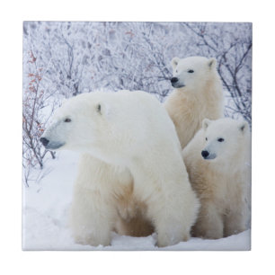 Carreau Ours polaires et deux oursons