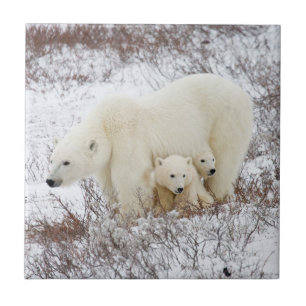 Carreau Ours polaires femelle et deux oursons