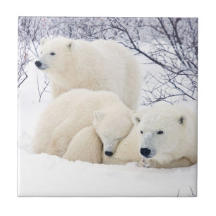 Carreau Ours polaires femelle et deux oursons 3