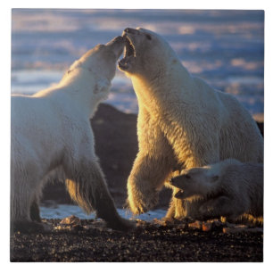 Carreau Ours polaires femelles avec ourson sur le côté, 10