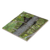 Carreau Ourson grimpeur d'arbre (Côté)